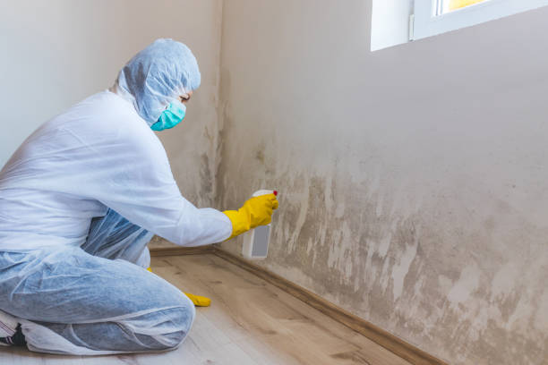 Licensed Mold Removal service in Laurel, MD - WQB Mold Removal